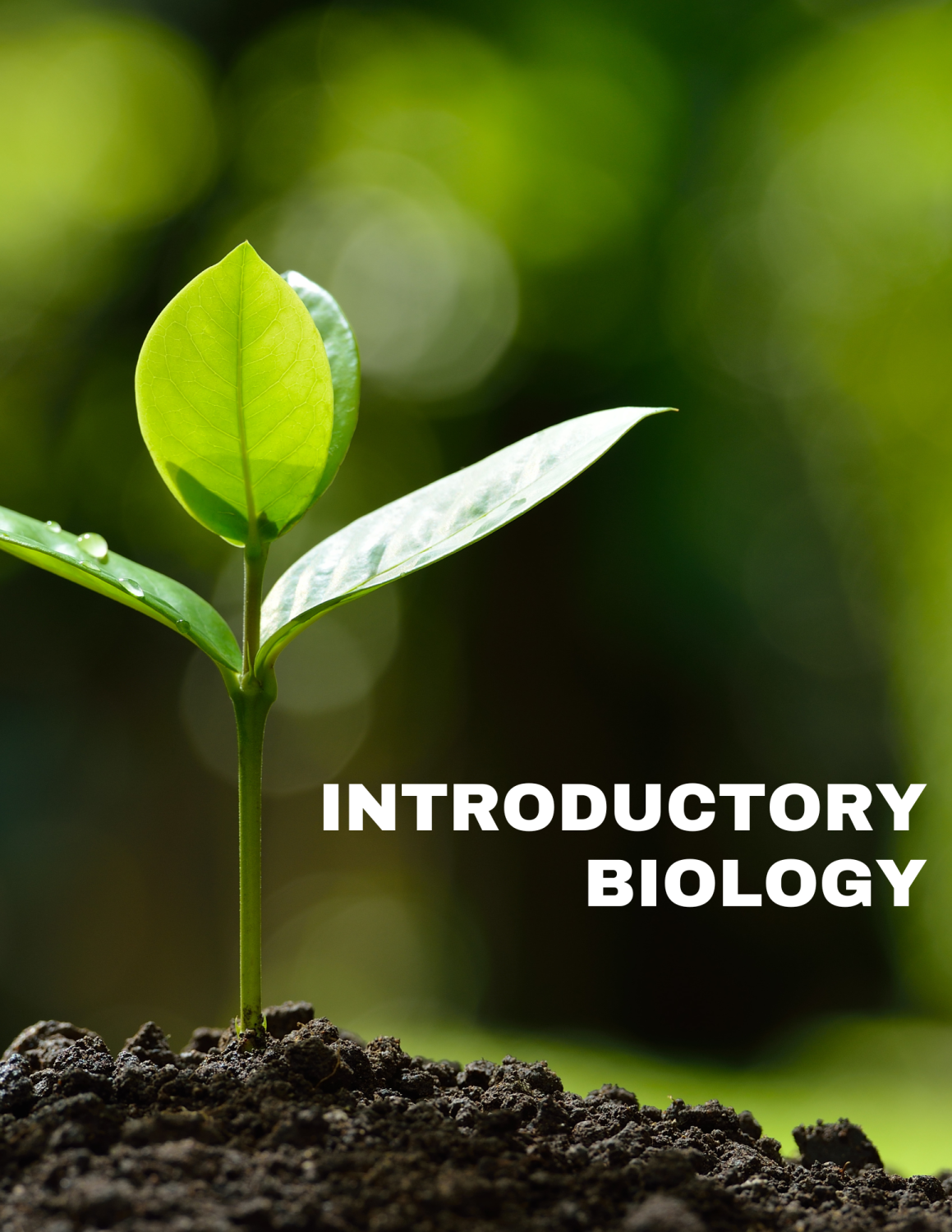 Cover image for Introductory Biology