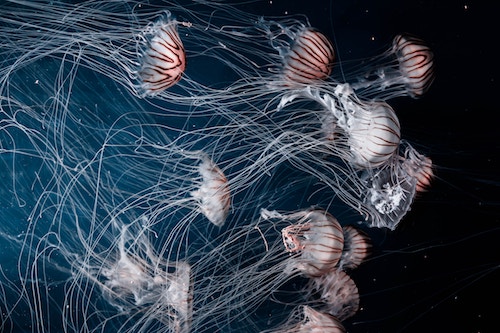 A bloom of jellyfish