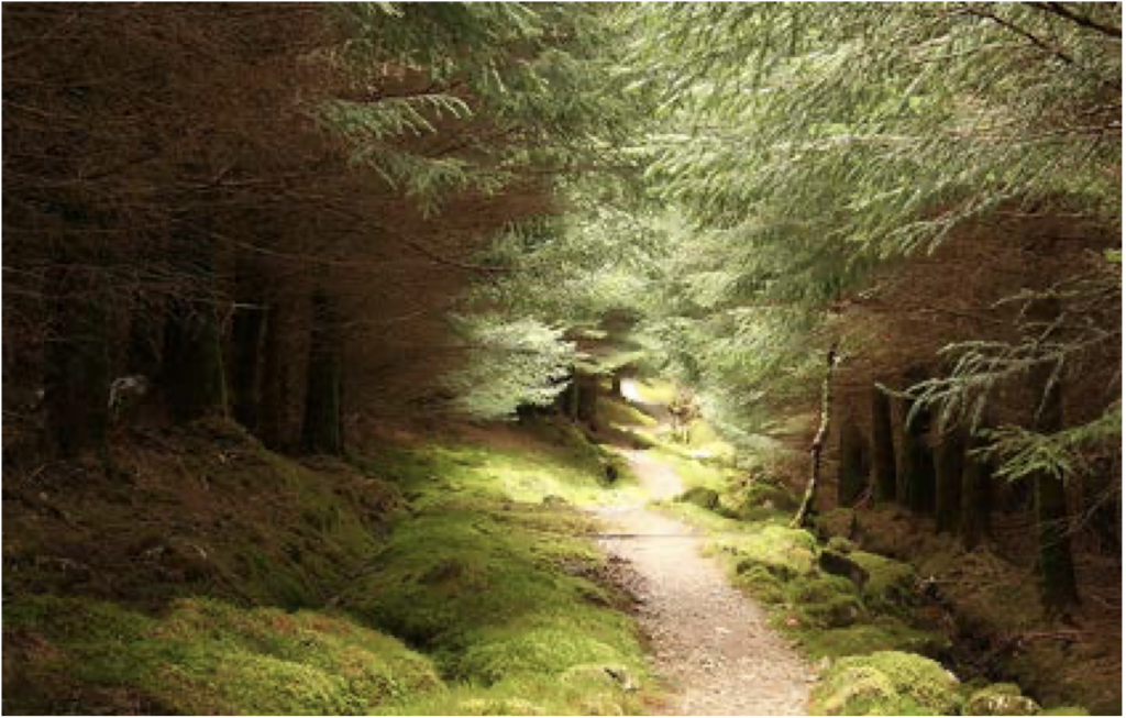 Figure 10. Light illuminates a dirt pathway in a forest; the trees around the pathway are shaded. Image is titled “West Highland Way” by tomsflickrfotos2 (flickr. com/photos/tomsflickrfotos2/453754005/) and is licensed under CC BY-NC-SA 2.0.