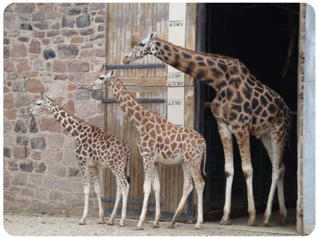 Figure 8. A row of three giraffes, ranging from a small giraffe to a larger one, line up outside of a doorway. Image is titled “Giraffes” by Smallbrainfield (www. flickr.com/photos/smallbrainfield/3378461407) and is licensed under CC BY-NC 2.0.