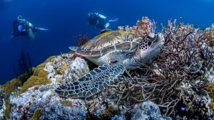 Figure 3.1.1: Tortoise, Reef, Sea Image. Image by baechi from Pixabay