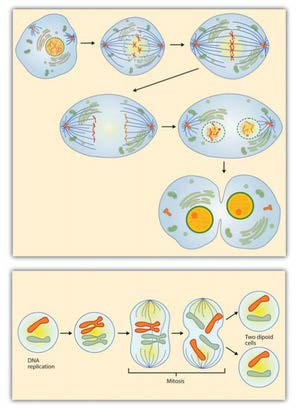 Figure 8 - Steps in Cell Reproduction. Source: Images courtesy of LadyofHats. http://commons.wikimedia.org/wiki/File:MITOSIS_cells_secuence.svg, and the National Institutes of Health, http://commons.wikimedia.org/wiki/ File:MajorEventsInMitosis.jpg