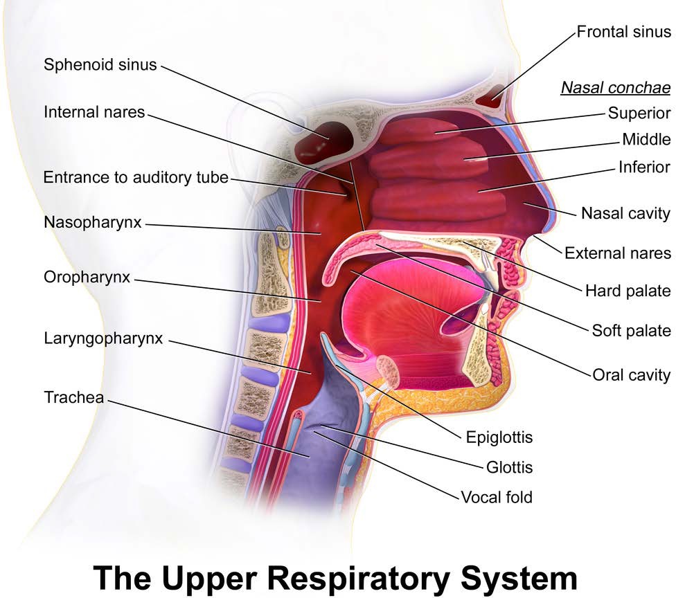 upper respiratory system diagram from a side profile.Diagram includes: Sphenoid sinus Internal nares Entrance to auditory tube ----: ..... Nasopharynx-----~~ Laryngopharynx Trachea Frontal sinus Nasal conchae (Superior Middle and Inferior) Nasal cavity External nares Hard palate Soft palate Oral cavity Epiglottis Glottis Vocal fold