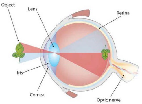 Figure 9.17 - The Human Eye.