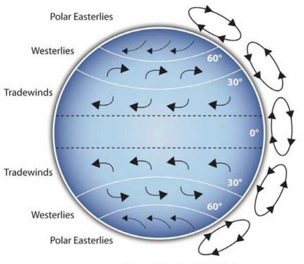 globe of Coriolis Effectfrom top to bottom: Polar Easterlies at 60 degrees Westerlies at 30 degrees Tradewinds Westerlies at 30 degrees Polar Easterlies at 60 degrees