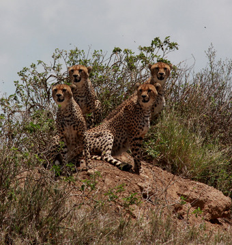 Population of Cheetahs