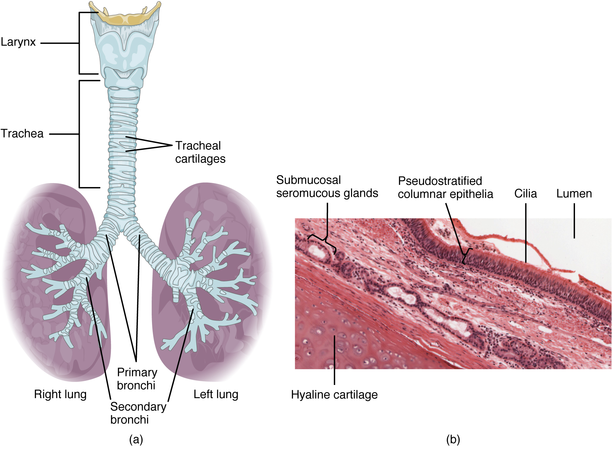 Trachea and lungs. Image description available.