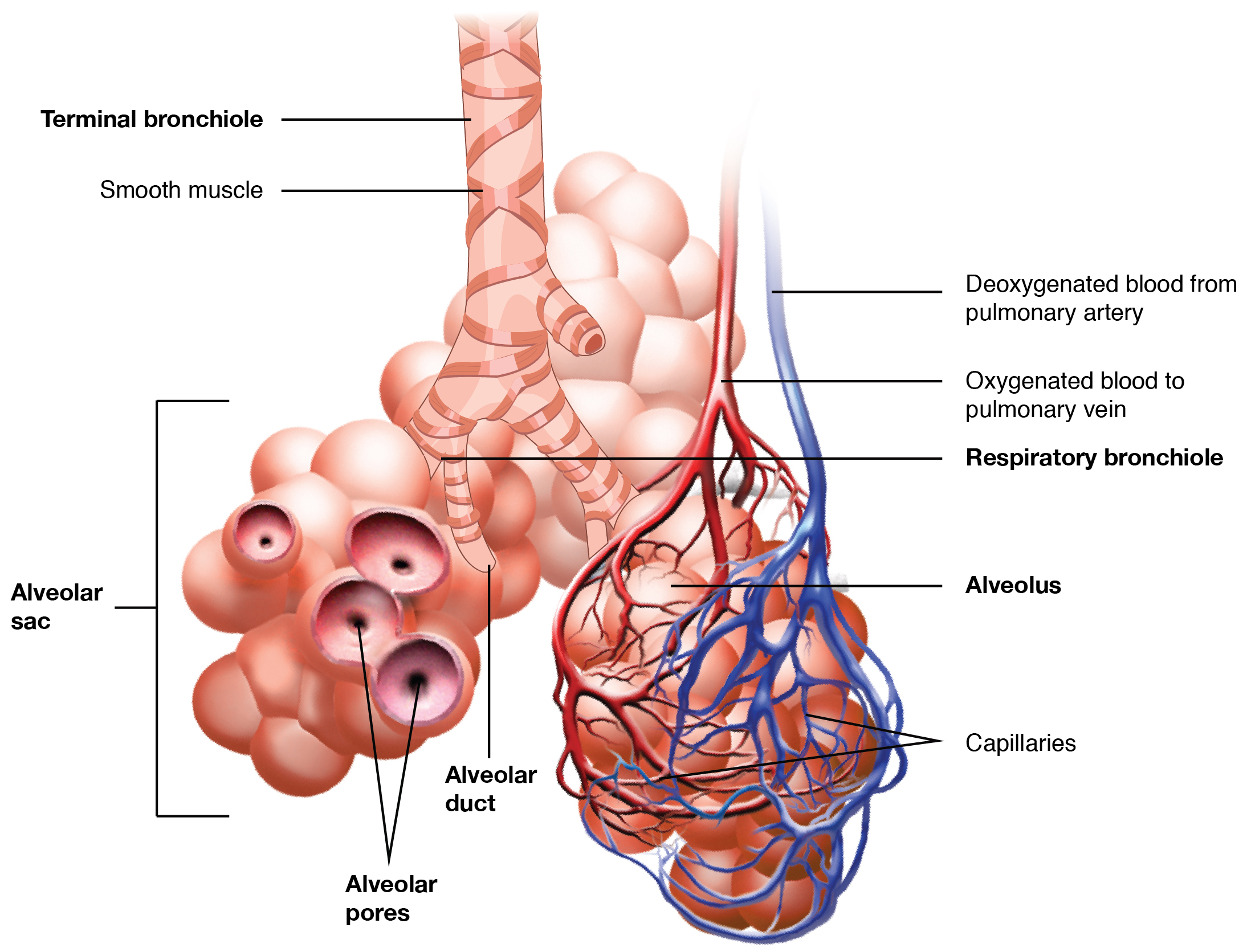 The respiratory zone. Image description available.