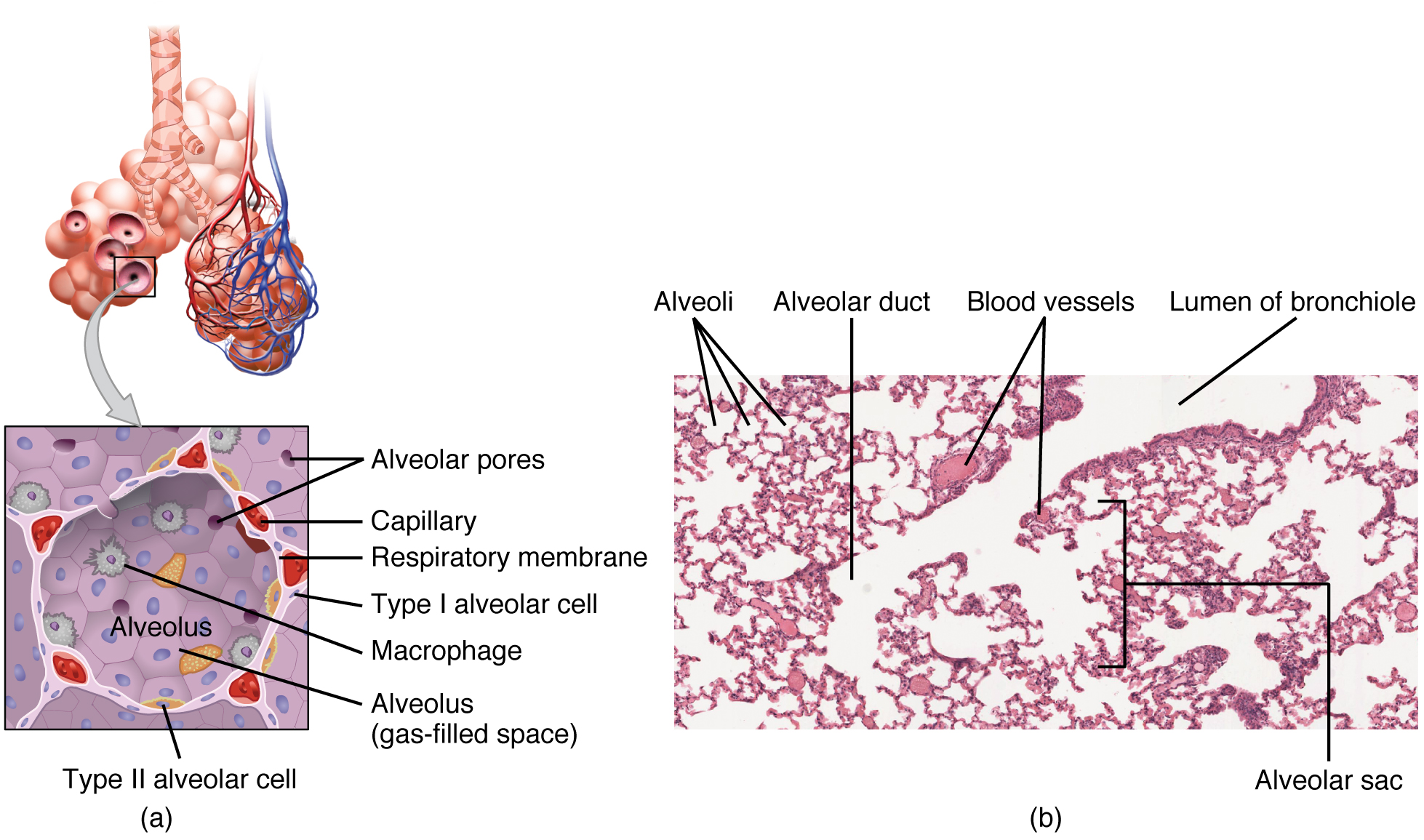 Structures of the respiratory zone. Image description available.