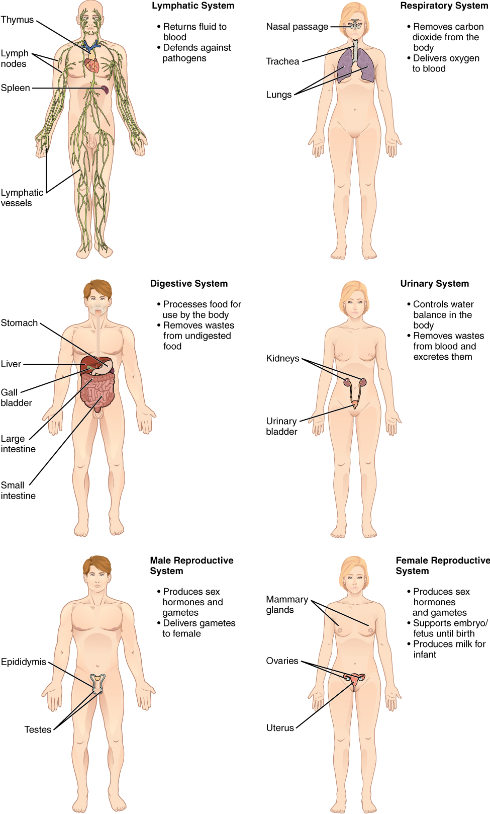 Organ Systems of the Human Body continued from Figure 3.2. Image description available.