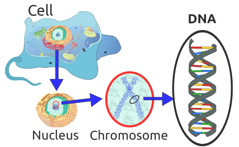 Figure 2.2