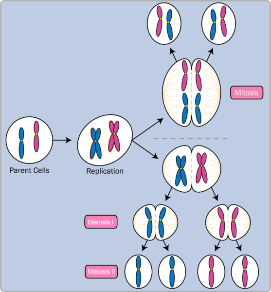 Figure 2.3